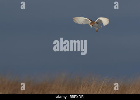 Hunting Barn Owl Stock Photo