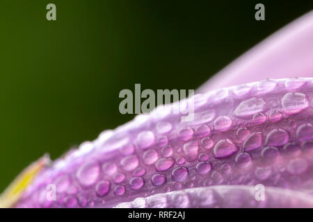 Sweet moisture raindrops on a pink flower with green background Stock Photo
