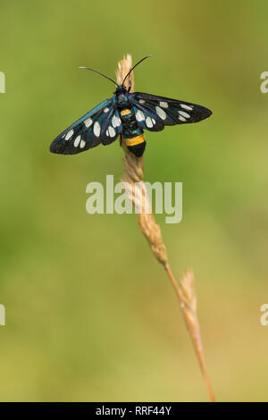 Wildlife macro photo of Nine-spotted moth Amata phegea Stock Photo