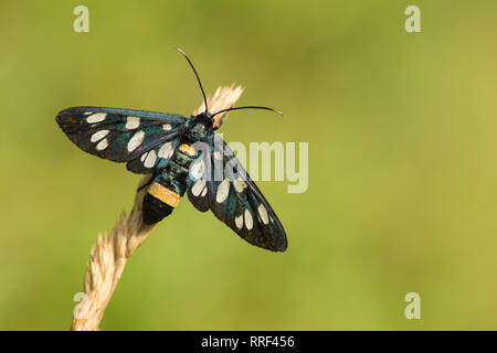 Wildlife macro photo of Nine-spotted moth Amata phegea Stock Photo