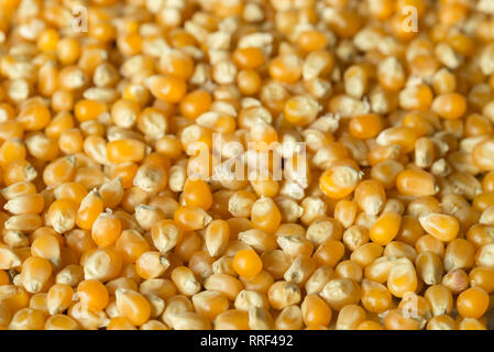 heap of corn seeds macro Stock Photo