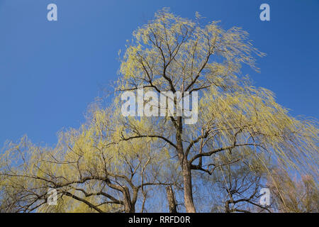 Partial view of a Salix - Willow tree against a blue sky background in spring Stock Photo