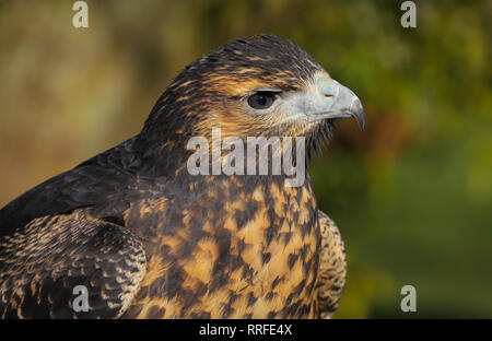 Close up head and shoulders of a Grey Buzzard Eagle bird of prey Stock Photo
