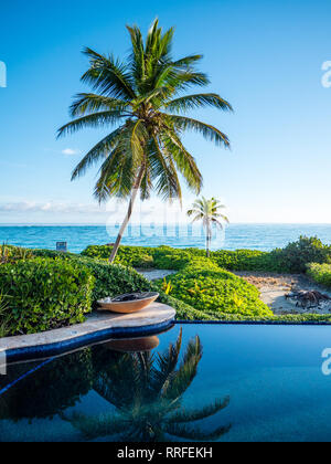 Palm trees, swimming pool, beach chairs, palm umbrellas, Iberostar ...