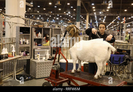 Houston, USA. 25th Feb, 2019. A participant dries a Boer goat on the opening day of the Houston Livestock Show and Rodeo in Houston, Texas, the United States, on Feb. 25, 2019. The Houston Livestock Show and Rodeo, also called RodeoHouston or abbreviated HLSR, is the largest livestock exhibition and rodeo in the world. It includes one of the richest regular-season professional rodeo events. Credit: Yi-Chin Lee/Xinhua/Alamy Live News Stock Photo