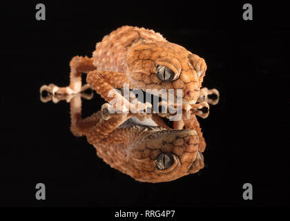 Australian Rough Knobtail Gecko with reflection Stock Photo
