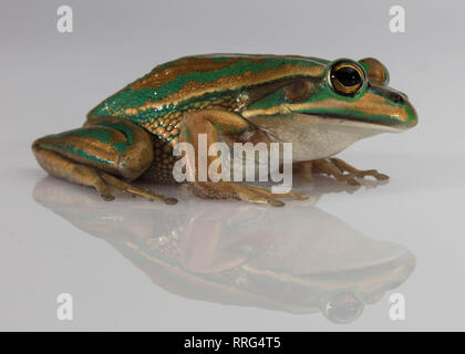 Australian Green and Golden Bell Frog with reflection Stock Photo