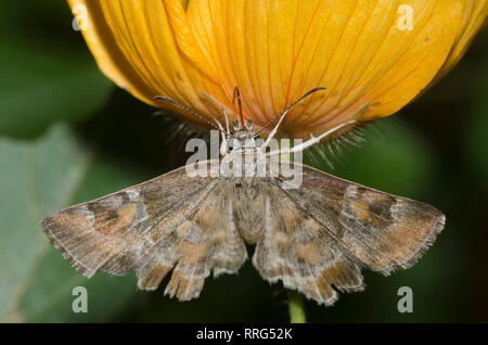 Arizona Powdered Skipper, Systasea zampa, female stealing nectar from Arizona Poppy, Kallstroemia grandiflora Stock Photo