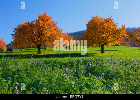 botany, cherry trees in autumn, Prunus avium, Basle country, Switzerland, Additional-Rights-Clearance-Info-Not-Available Stock Photo