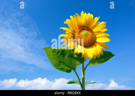 botany, sunflower, Helianthus annuus, Sunflower, Switzerland 