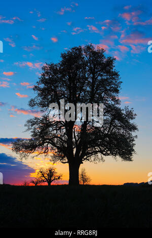 botany, pear tree, Switzerland, Additional-Rights-Clearance-Info-Not-Available Stock Photo