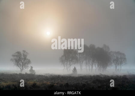 A misty autumn sunrise over Strensall Common Nature reserve near York, North Yorkshire, Yorkshire, England, United Kingdom, Europe Stock Photo