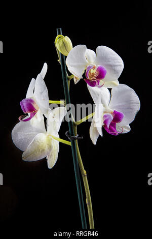 A studio photo of a beautiful white and purple orchid flower against black background. Stock Photo