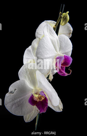 A studio photo of a beautiful white and purple orchid flower against black background. Stock Photo