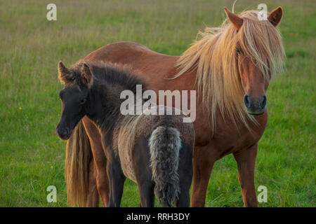 Icelandic horse and foal in a field near Hella, Sudhurland, Iceland. Stock Photo