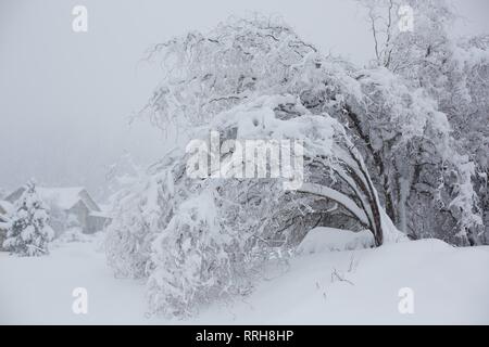 A tree bent over from the weight of snow during a Snowstorm in Eugene, Oregon, USA. Stock Photo