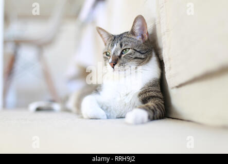 Cute cat relaxing on home floor Stock Photo