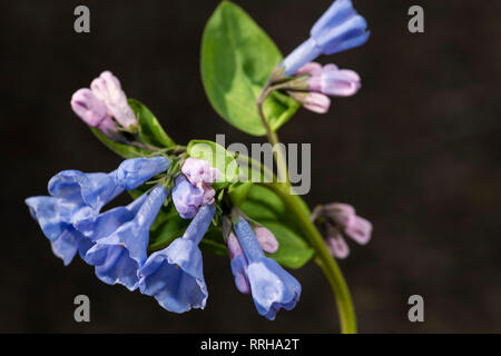 Spring Bluebell flowers. Stock Photo
