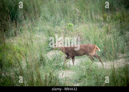 Barking Deer at Chitwan National Park in Nepal Stock Photo