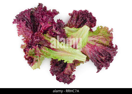 fresh red coral salad or lettuce isolated on the white background. Top view. Flat lay Stock Photo