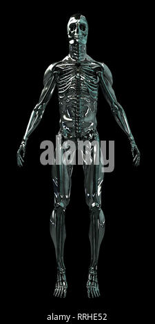 Super high resolution 3D render composite of human chrome android. This is actually a hybrid of several skeleton and muscle tissue rendered in various Stock Photo
