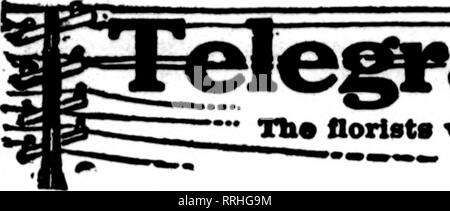 . Florists' review [microform]. Floriculture. 88 The Florists^ Review Dbcdmbbb 18, 1919.. Please note that these images are extracted from scanned page images that may have been digitally enhanced for readability - coloration and appearance of these illustrations may not perfectly resemble the original work.. Chicago : Florists' Pub. Co Stock Photo