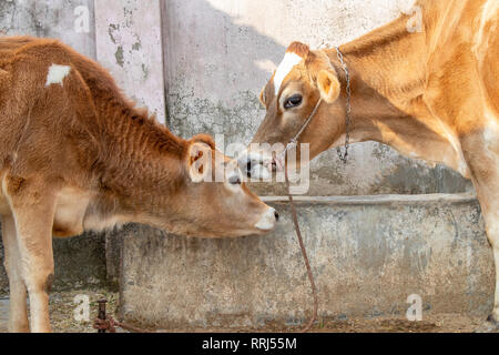 Jersey cow and calf cuddles, love, mother and son Stock Photo