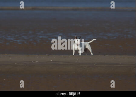 A beautiful English Bull Terrier Dog playing on a beach. Stock Photo