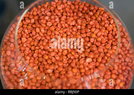 corn seed for planting. Elite Corn Seeds. Stock Photo