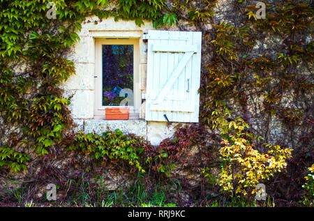 One white window with white shutter and empty flower pot on the wall covered with vines and lots of green leaves Stock Photo