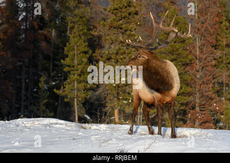 Wild Elk or also known as Wapiti (Cervus canadensis) in the winter snowfall in Jasper National Park, Alberta, Canada Stock Photo