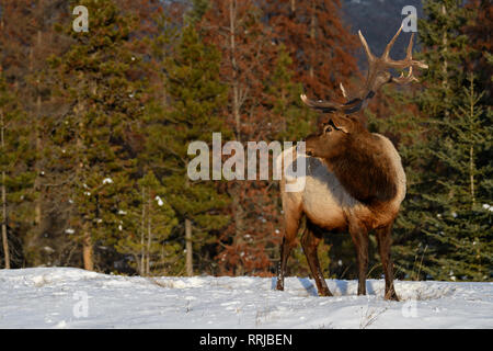 Wild Elk or also known as Wapiti (Cervus canadensis) in the winter snowfall in Jasper National Park, Alberta, Canada Stock Photo