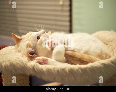 Mitzie the flame point Siamese on her favorite bed Stock Photo