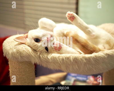 Mitzie the flame point Siamese on her favorite bed Stock Photo