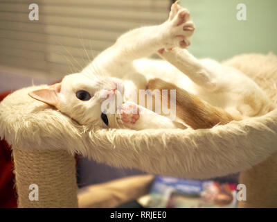 Mitzie the flame point Siamese on her favorite bed Stock Photo