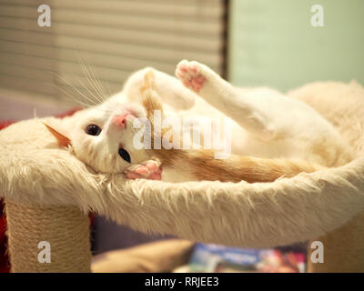 Mitzie the flame point Siamese on her favorite bed Stock Photo