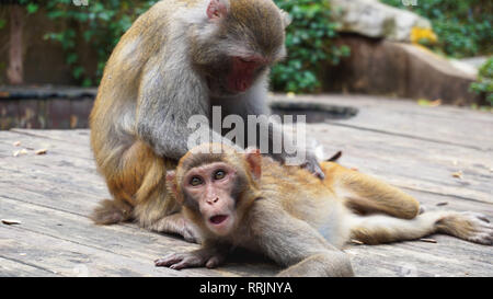 Monkey family, mother taking care of a baby. Monkey macaque in the rain forest. Monkeys in the natural environment. China, Hainan Stock Photo