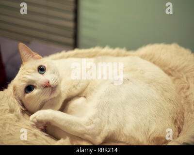 Mitzie the flame point Siamese on her favorite bed Stock Photo