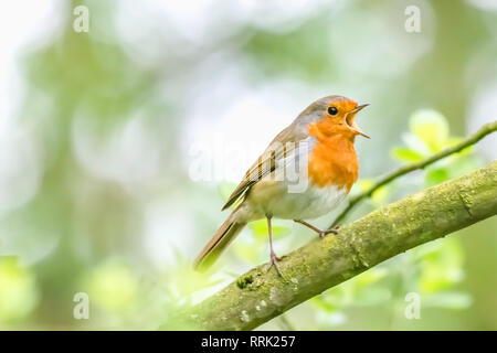 European robin perching on tree branch and singing.Small, cute, colourful bird in british woodland.Bright and vibrant wildlife image with copy space. Stock Photo