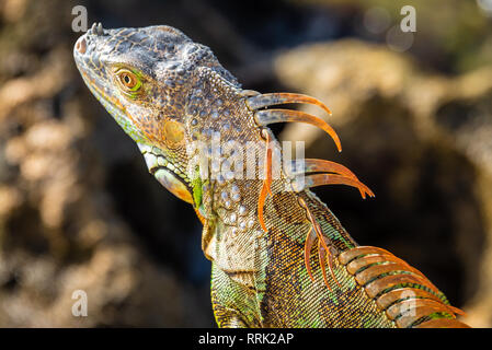 Wild green iguana in Palm Beach, Florida. (USA) Stock Photo