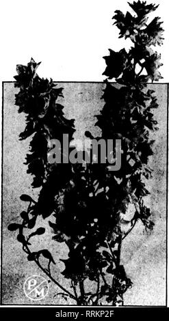 . Florists' review [microform]. Floriculture. June 21, 1917. The Florists^ Review 29. Please note that these images are extracted from scanned page images that may have been digitally enhanced for readability - coloration and appearance of these illustrations may not perfectly resemble the original work.. Chicago : Florists' Pub. Co Stock Photo