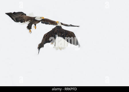 Bald eagle aggression Stock Photo