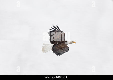Adult bald eagle flying over the Chilkat River near Haines Alaska Stock Photo