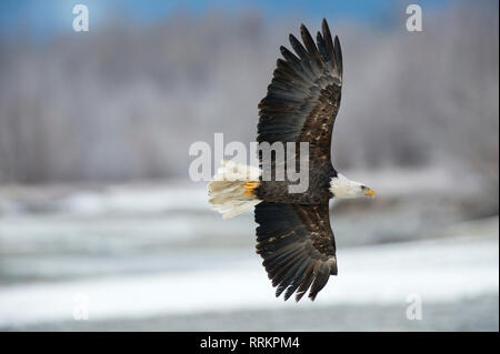 Adult bald eagle flying over the Chilkat River near Haines Alaska