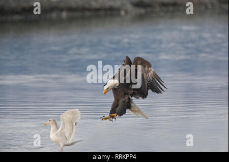 Mature bald eagle (Haliaeetus leucocephalus) landing on water near gull Stock Photo