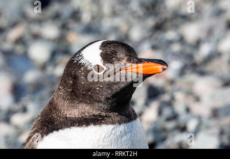 Gentoo Penguin, showing close up of head, Cuverville Island, Antarctica 13 January 2019 Stock Photo