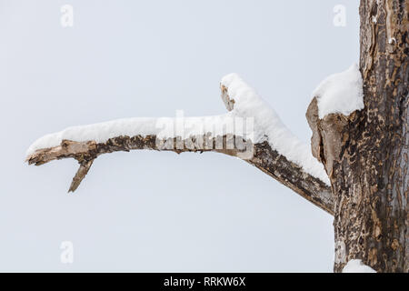 dead tree branch with snow isolated on white background. Stock Photo