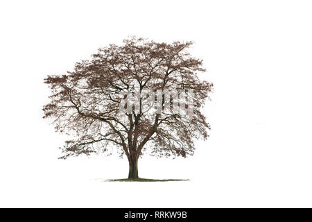 a winter tree isolated on white backgroud Stock Photo