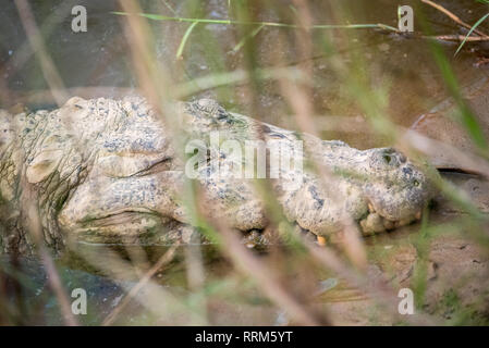 Mugger crocodile at Chitwan National Park in Nepal Stock Photo