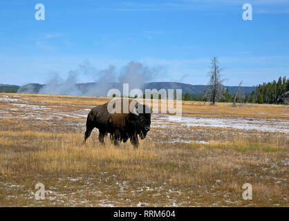 WY03854-00...WYOMING - Bison walking through the Middle Geyser Basin of Yellowstone National Park. Stock Photo